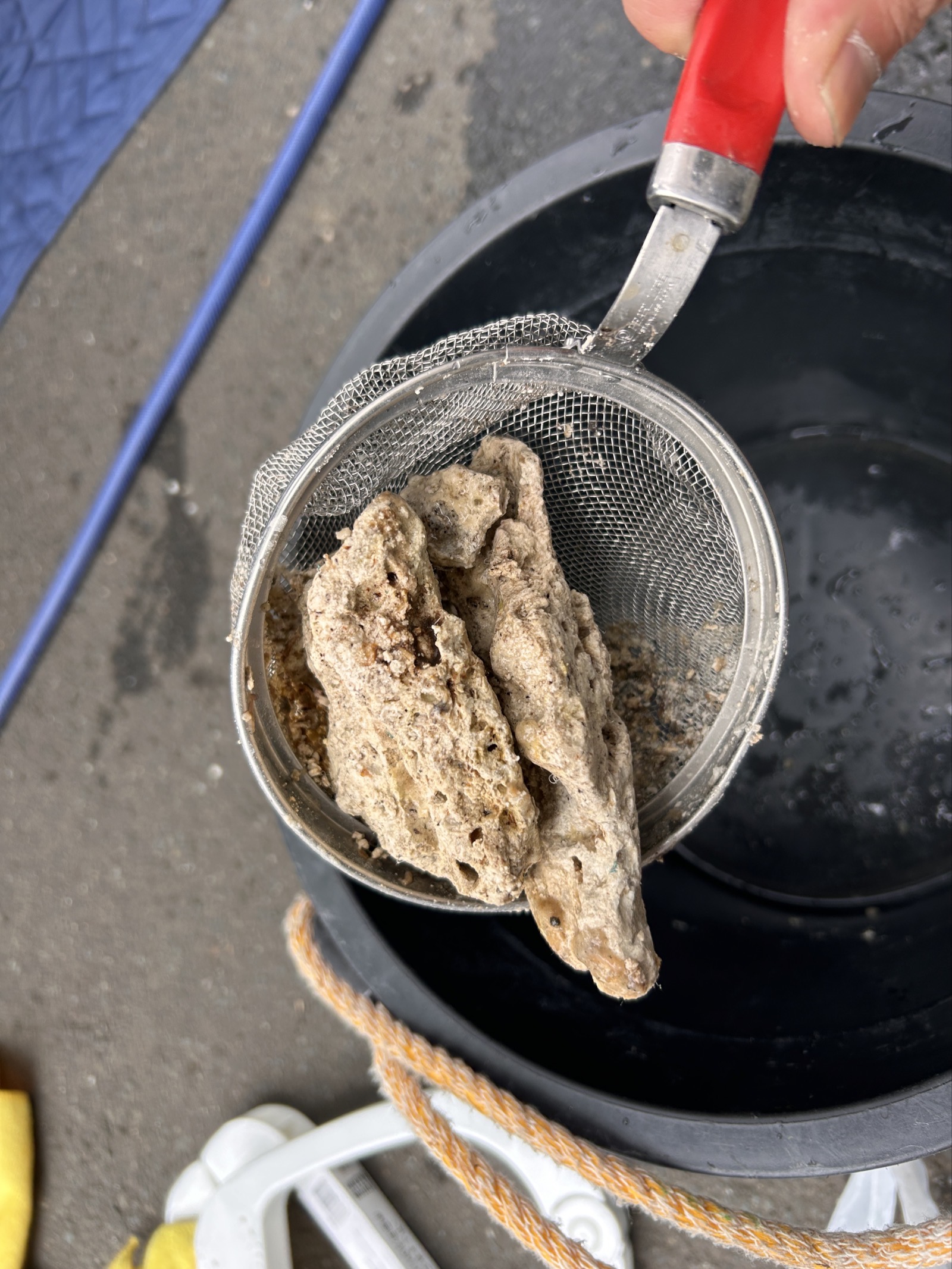 除去された固形物②：岩のように固化した油脂の塊。多孔質な構造が長期蓄積を物語る