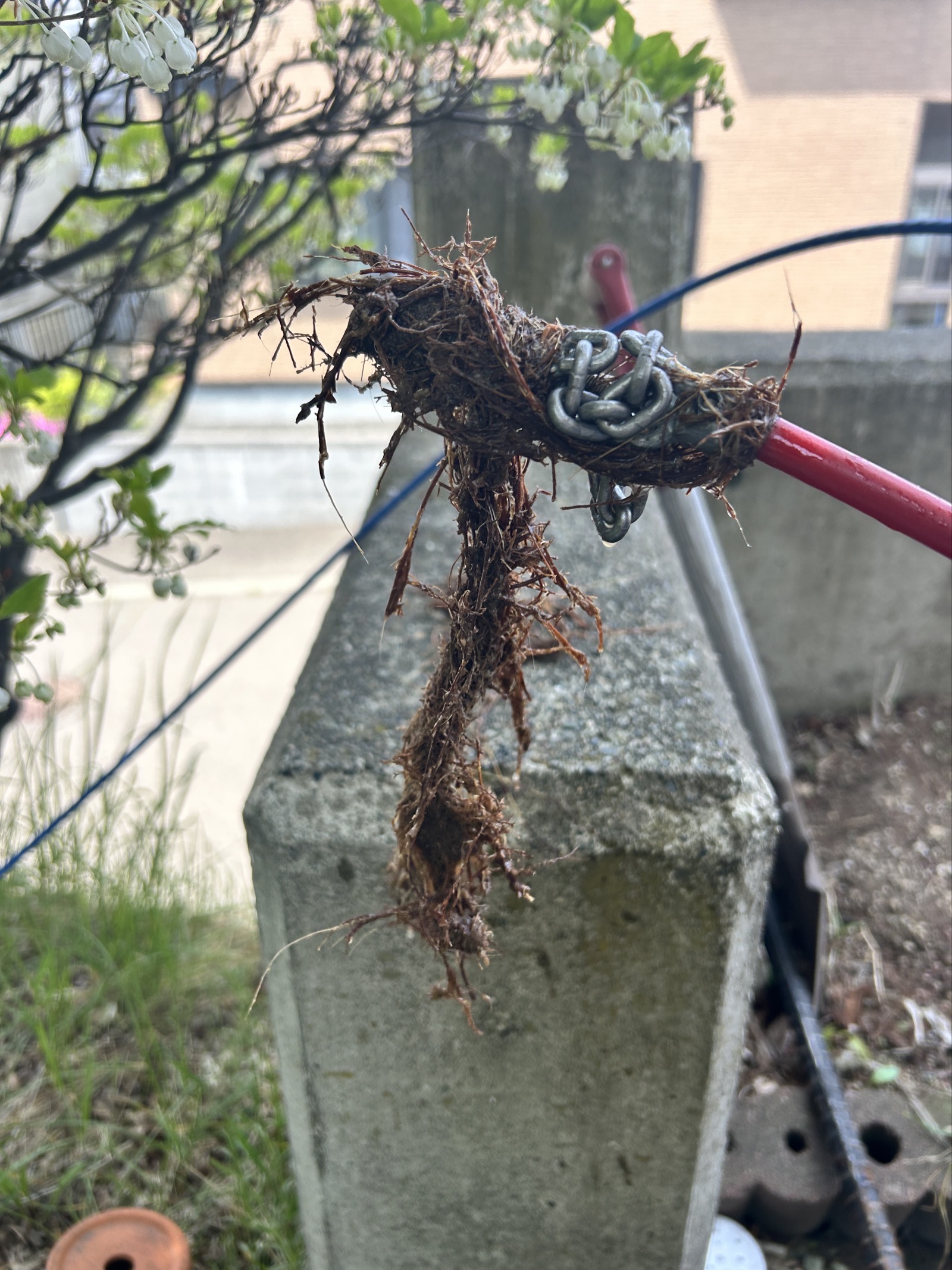 フレックスシャフトで破砕・引き出した根。管の継ぎ目から侵入し、これだけの量が詰まっていた