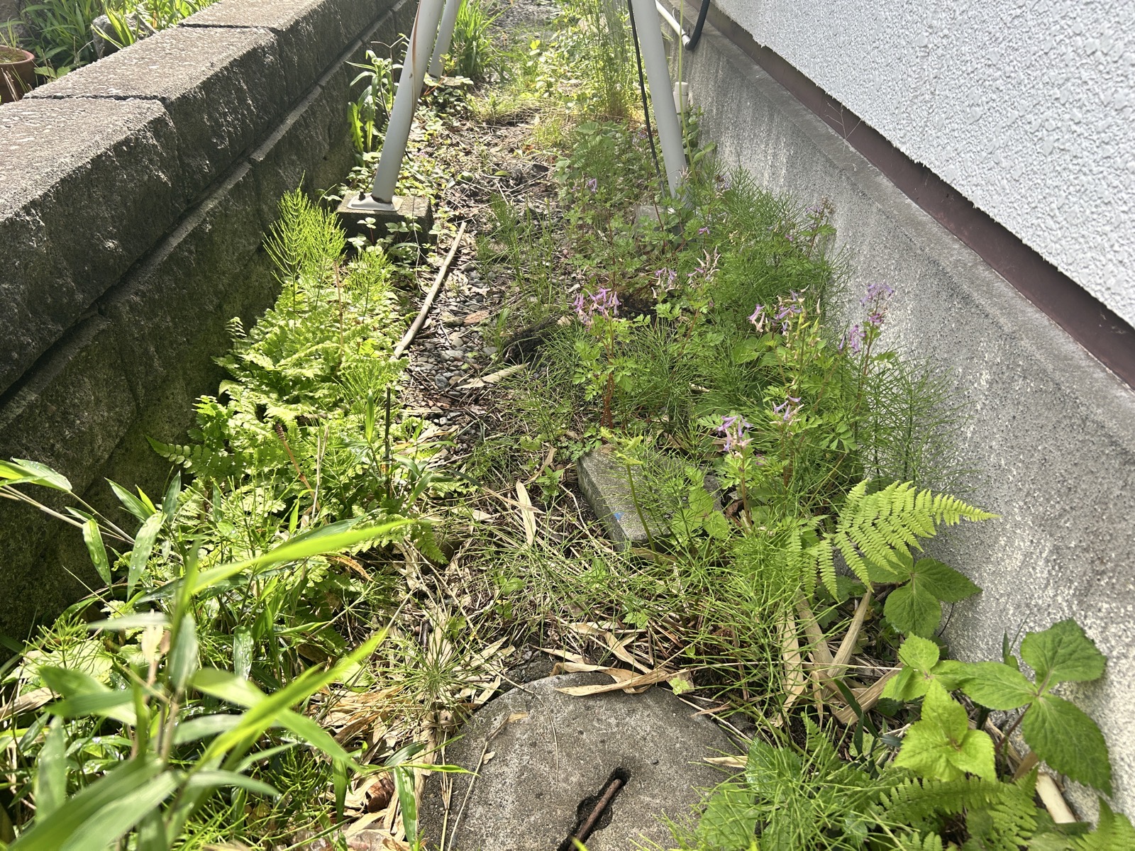 施工前：通路全体の様子。雑草の下に既設コンクリートマスが埋まっている