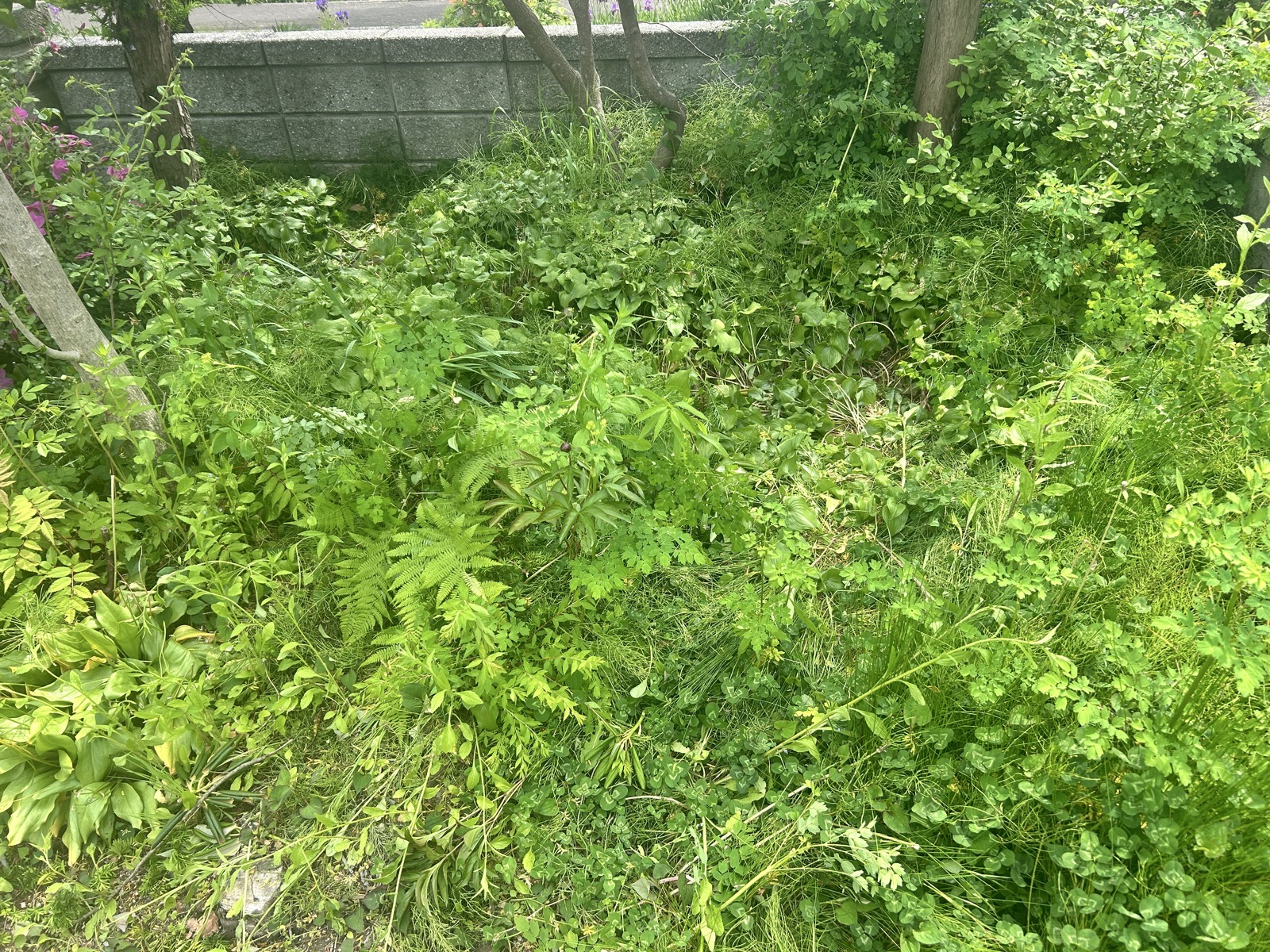 施工前・足元：下草と低木が入り組み、地面がほぼ見えない状態。安全確保のため最初に整理が必要。