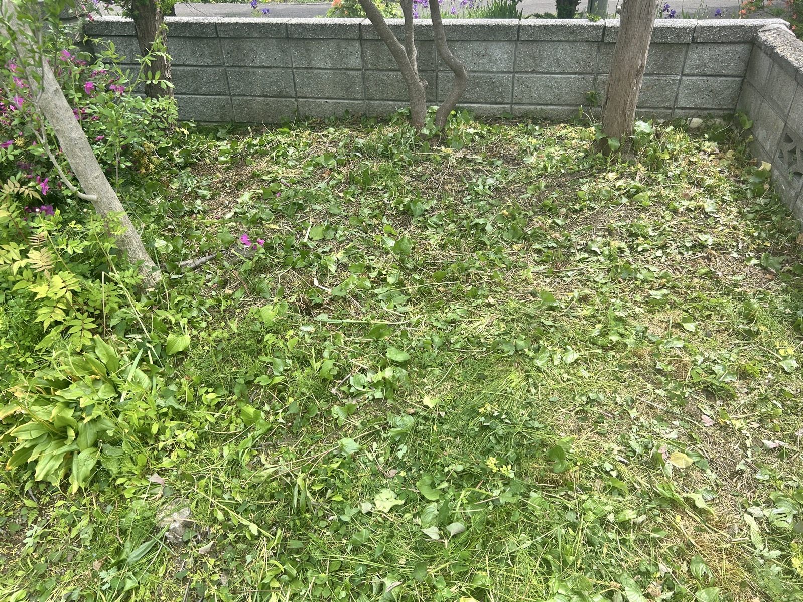 施工後：下草刈り払い完了後の状態。地面が開け、残した樹木の足元まで光が届くようになった。