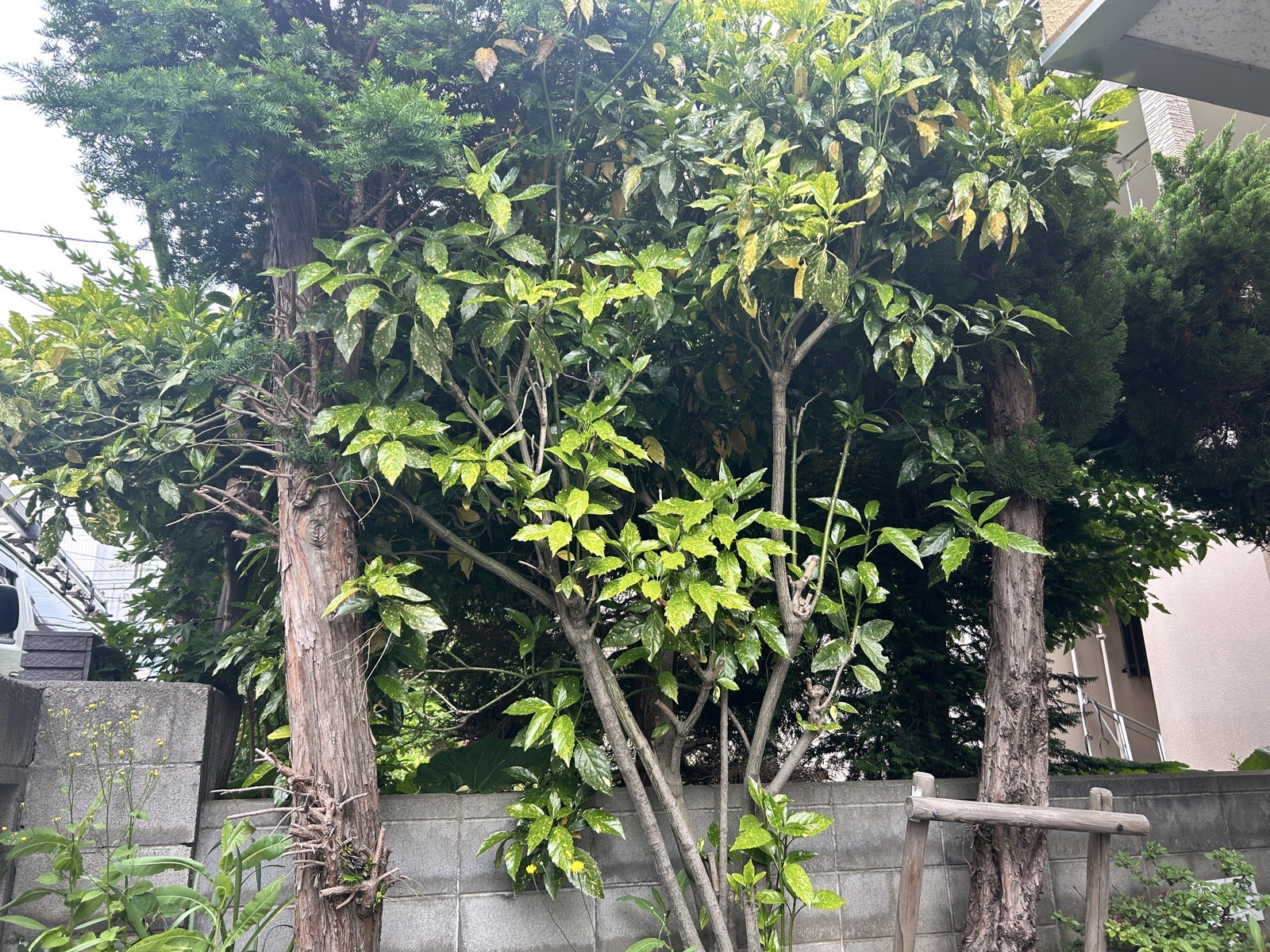 施工前:ビル前の植栽が繁茂し、日当たりが悪くなっていた状態(札幌市中央区)