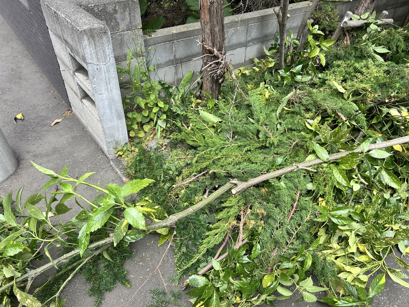 剪定中:切り落とした枝葉が地面に積み重なった状態。複数の樹木からかなりの量が出た