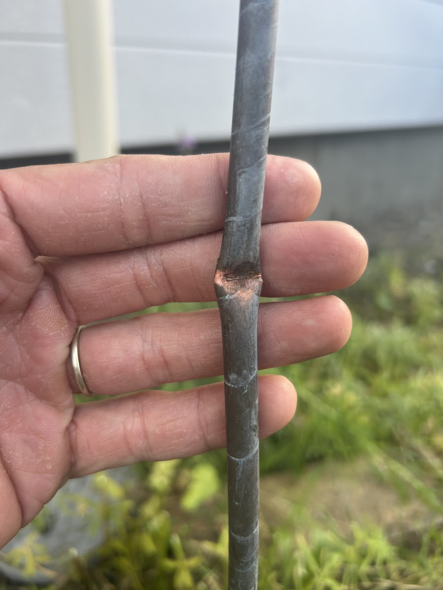 草刈り機の刃が当たって変形した灯油配管、灯油配管 修理が必要になった状態