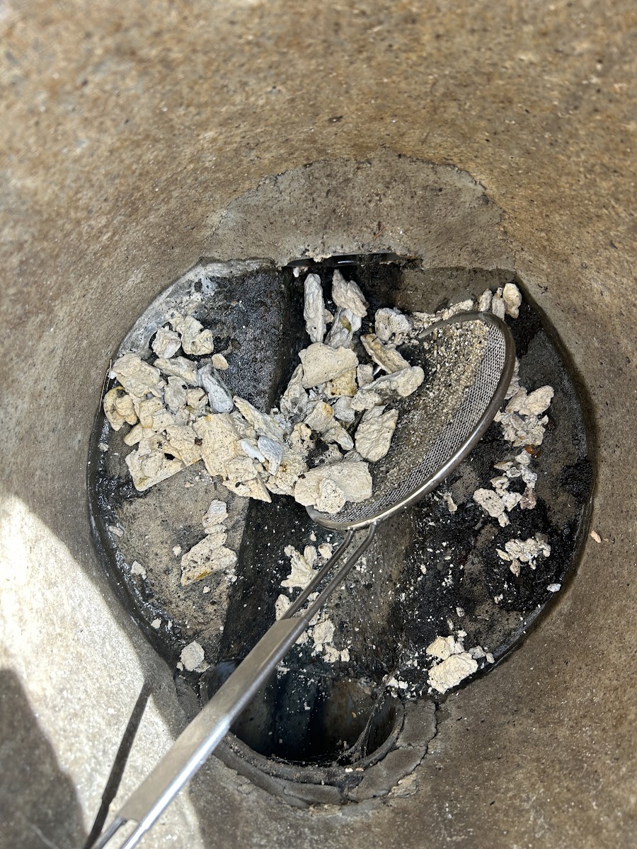 屋外の排水桝内で見つかった白い塊状の異物をピンセットで取り除く様子