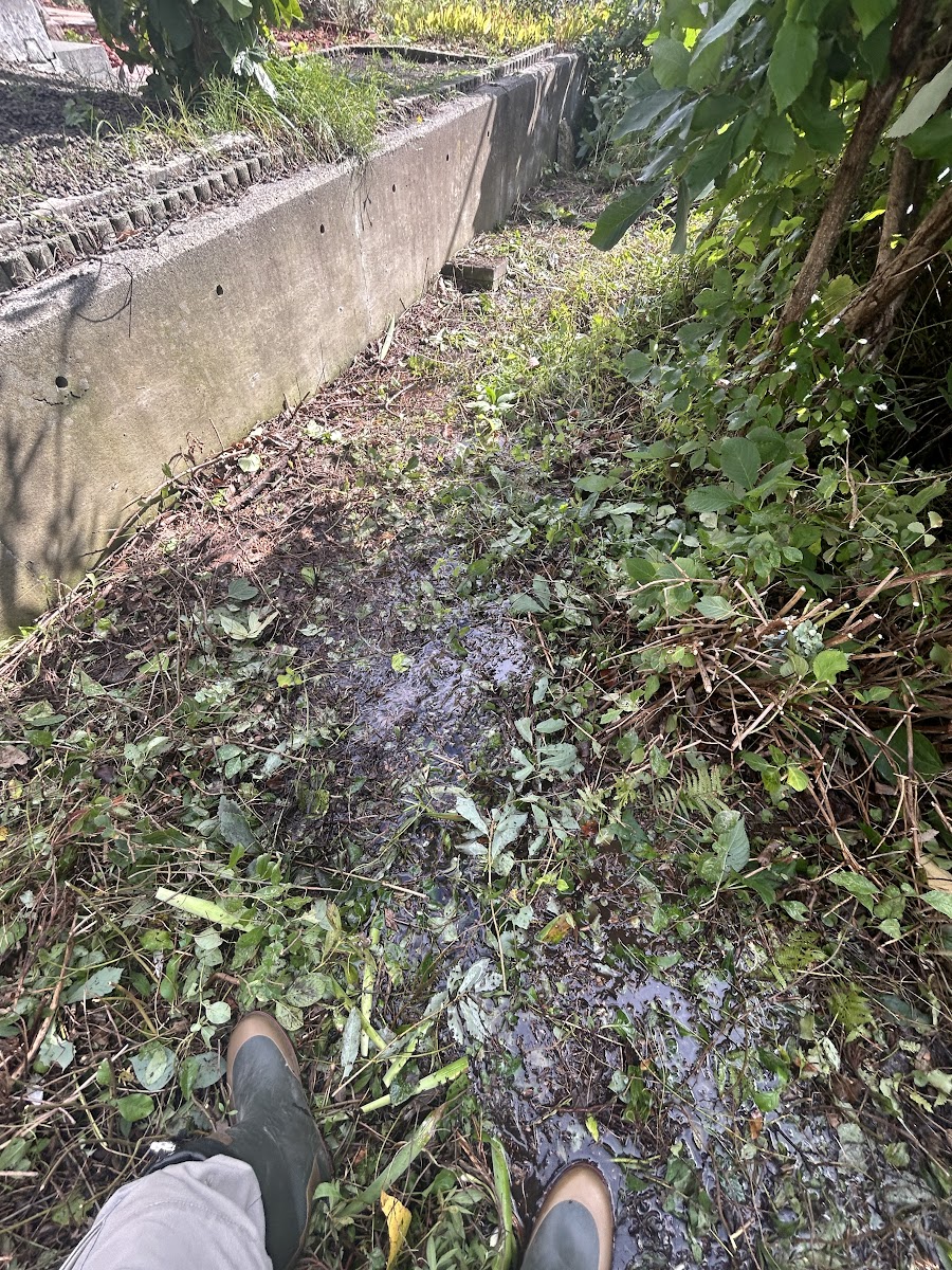 擁壁沿いの草木が茂った地面に水が溜まり、黒く濡れている様子
